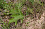 Kidneyleaf rosinweed